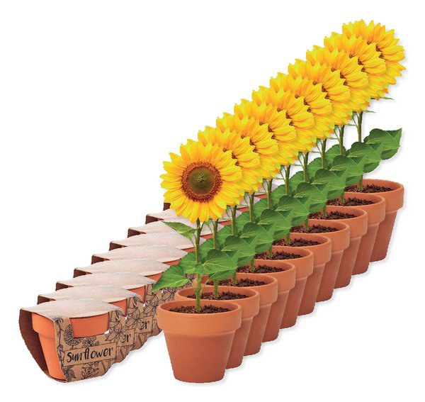 Förpackning med 10 GiftRetail MO6147 - SOLROS Terracotta skål sunflower